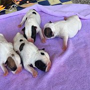 เฟรนซ์บูลด๊อก  ขาว สวยขาส้้น 