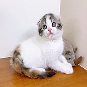 แมวสก๊อตติสโฟร์ สายพันธุ์แท้ คุณภาพ