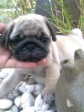 PUG สายเลือดคอกST.HUBERT เพศผู้ มีใบเพ็ดดีกรีในราคาที่จับจองได้ง่าย 