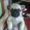 ขายหมาปั๊กแท้ เพศเมีย น่ารัก ขี้เล่น แข็งแรง ค่ะ