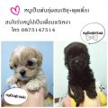 ***ขาย***น้องหมาเป็นพันธุ์ผสมนะคะ 