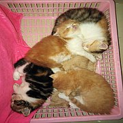 เหมียวเด็กสก๊อตติชสุดแบ๊ว หน้าหวาน พุงพลุ้ยน่าจก ท่านทนไหวหรือไม่