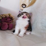 เปิดจองสาวน้อยมินนี่สุดแบ๊ว