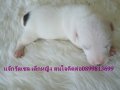ขายแจ๊กรัสเซล ระยอง จันทบุรี ชลบุรี ตราด กรุงเทพบริการส่ง