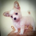 ขาย ชิวาวาขนยาวสีขาวครีม(สายช๊อค) เพศผู้ อายุ2เดือน 