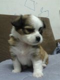 ขายลูกสุนัขพันธุ์ชิวาวาขนยาวเพศผู้ สายพันธุ์ใต้หวัน  หน้าสวย