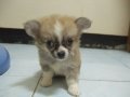 ด่วน!!!! เหลือตัวสุดท้ายชิวาวา ขนยาว น่ารักๆๆ เพศผู้ อายุ 50 วัน  ราคา  4500