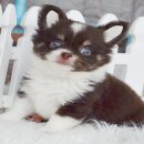 ★ WWW.WOWWCHIHUAHUA.COM★" น้องชิโน่ชิวาวา เพศผู้ ขนยาวสีชอคโกแลต 11500