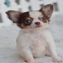 ★^-^*★ WWW.WOWWCHIHUAHUA.COM★^-^*★.น้องเอลซ่า ขนยาว สีชอคโกแลตสุดน่ารัก
