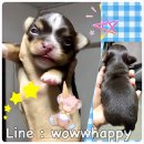 เปิดจอง "น้องสมาร์ท" สีชอคขนยาวหน้าหล่อ