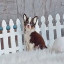 น้องน้ำหวาน ชิวาวาเพศเมียขนยาวสีชอคโกแลต สุดน่ารัก