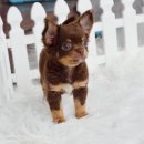 ชิวาวาเพศผู้ขนยาวสีชอคแทน หน้าสั้นมาร์กสวย หล่อมากๆ