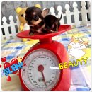 ** ทีคีพ** ชิวาวาขนสั้นสีแบลคแทนเพศเมีย หน้าสั้นๆตัวจิ๋วๆ