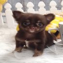 ★^-^*★ WWW.WOWWCHIHUAHUA.COM★^-^*★ น้องมดดำ ชิวาวาเพศเมีย ขนยาว สีชอคโกแลตแทน 11...