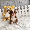 ★^-^*★ WWW.WOWWCHIHUAHUA.COM★^-^*★.เปิดจองค่ะ "น้องโทนี่เพศผู้ขนยาว สีชอคโก...