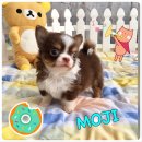 "MOJI & MORI" สีชอคขนยาว น่ารักมากๆๆๆ