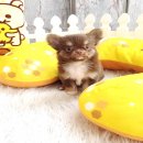 ★^-^*★ WWW.WOWWCHIHUAHUA.COM ★^-^*★." น้องดีใจ" ชิวาวาเพศเมีย ขนยาว สี...