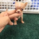 ★^-^*★ WWW.WOWWCHIHUAHUA.COM★ ^-^*★ T-CUP ชิวาวาขนสั้นหัวสวยน่ารักมาก