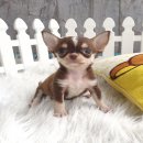 ★ WWW.WOWWCHIHUAHUA.COM★"น้องไททัน" ชิวาวา เพศผู้ ขนสั้น สีชอคโกแลตแทน...