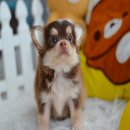 ★^-^*★ WWW.WOWWCHIHUAHUA.COM★ ^-^*★ ชิวาวาเพศผู้คิ้วใหญ่ขนยาว น่ารักมาก....