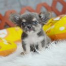 ★ WWW.WOWWCHIHUAHUA.COM★"น้องเกรวี่" ชิวาวา เพศเมีย ขนยาว สีบลูแทน 115...