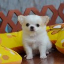 ★^-^*★ WWW.WOWWCHIHUAHUA.COM★ ^-^*★."น้องลิลลี่" ชิวาวาเพศเมีย ขนยาว ส...