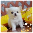 น้องลิลลี่ ชิวาวาสีขาวหน้าหวาน