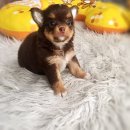 ★ WWW.WOWWCHIHUAHUA.COM★" ชิวาวา เพศเมีย ขนยาว สีขาวชอคโกแลต 9500