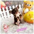 น้องสโนว์ ชิวาวาสีชอคแทนสุดน่ารัก