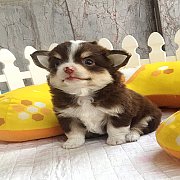 ★^-^*★ WWW.WOWWCHIHUAHUA.COM ★^-^*★." น้องหมูหยอง" ชิวาวาเพศผู้ ขนยาว...