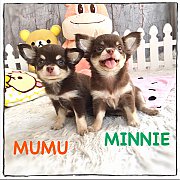 " 3 สาว 3 ใบเถา" สีชอคแทนมีคิ้วสุดน่ารัก แข็งแรงน่ารัก เพดสมาคม รับประ...