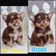 ★^-^*★ WWW.WOWWCHIHUAHUA.COM ★^-^*★ ฝาแฝดสุดหล่อ "ฟุตบอล & ไรเดอร์&quot...