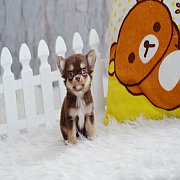 ★^-^*★ WWW.WOWWCHIHUAHUA.COM ★^-^*★." น้องฟุตบอล" ชิวาวา เพศผู้ ขนยาว...