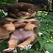 เปิดจองค่ะ เพศเมียสีชอคโกแลตสุดน่ารัก ตัวจิ๋วๆ