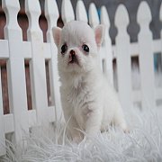 น้องจินนี่ น้องหน้าแมวสีขาว น่ารักมาก ตัวจิ๋วๆ