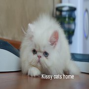  Exotic long hair(ขนยาว) เพศหญิง สีขาว ตาสีฟ้า อายุ 2 เดือน (วัคซีน 1 เข็ม)