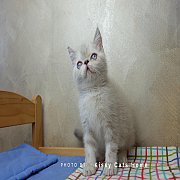 เปิดจอง exotic short hair ( himalayan) เอ็กซ์โซติก ขนสั้น หิมาลายัน ตาสีฟ้า เด็ก...