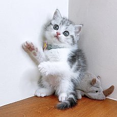 แมวสก๊อตติสโฟร์ สวยมากกกกกกกกก