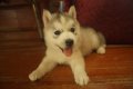 เปิดจอง ลูกสุนัข "SIBERIAN HUSKY" ขนแน่นๆ จากเมืองโอ่งครับ มีใบ Ped 