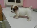 ขายลูกแจ๊ครัสเซล ขนยาว