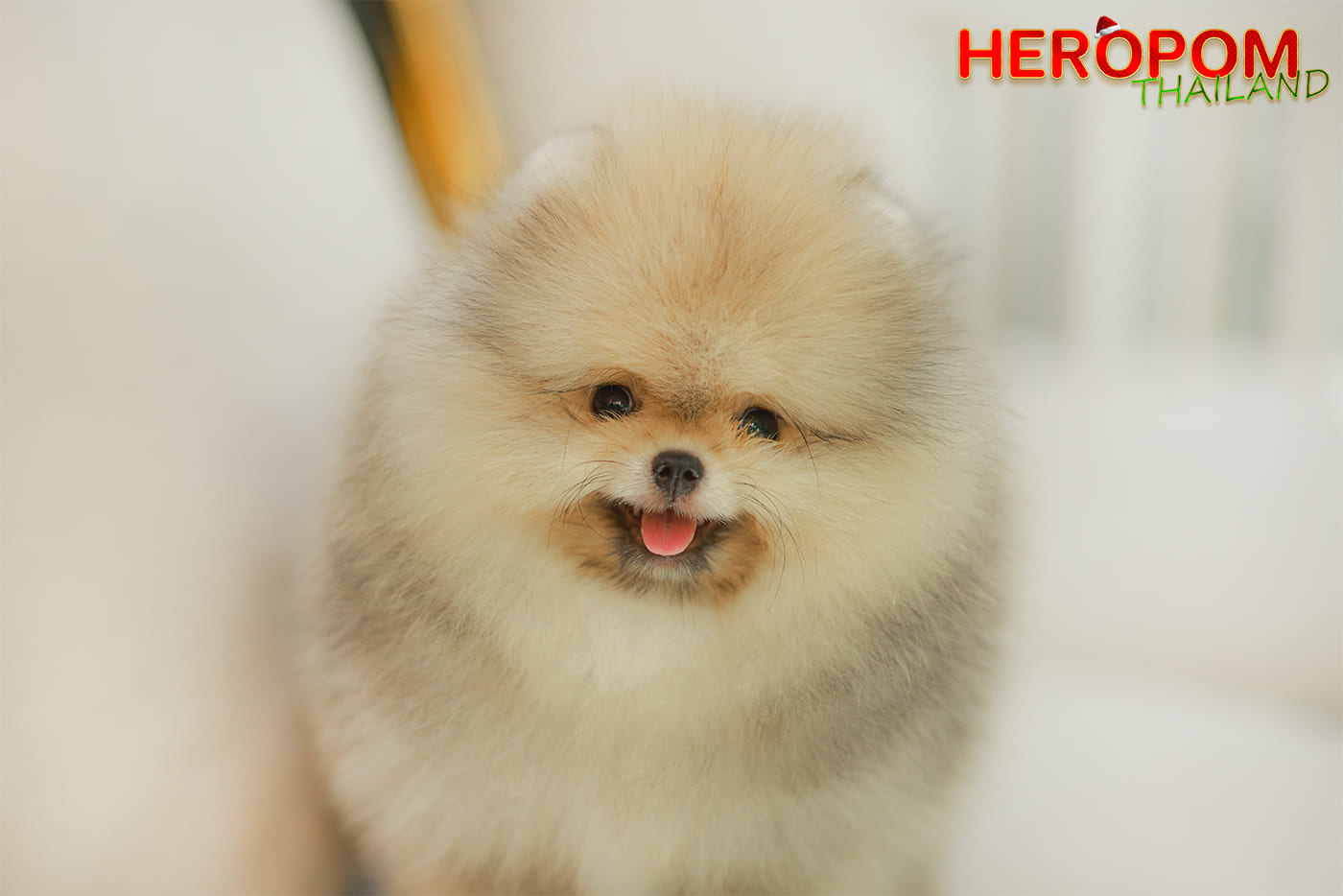 ปอมแท้ ปอมหน้าหมี HRM-10997 เพศชาย สีส้ม อายุ 2 เดือน ขนแน่น ขาใหญ่ กินเก่ง หน้า...