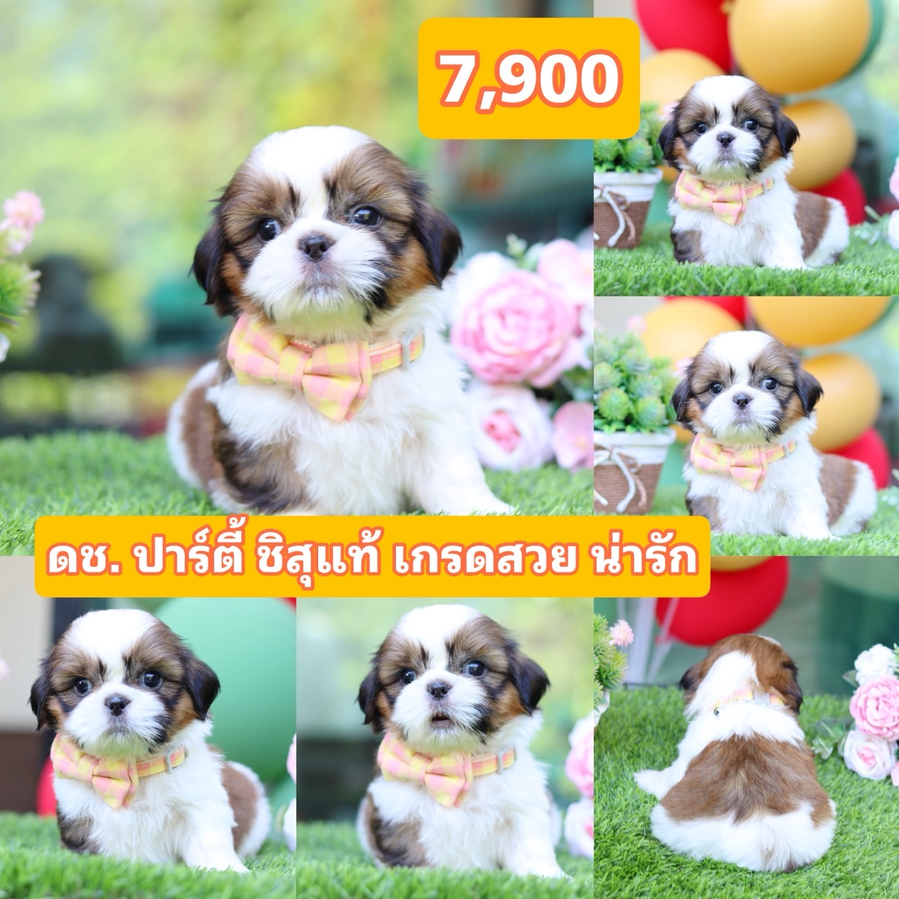 ชิสุแท้เกรดสวย