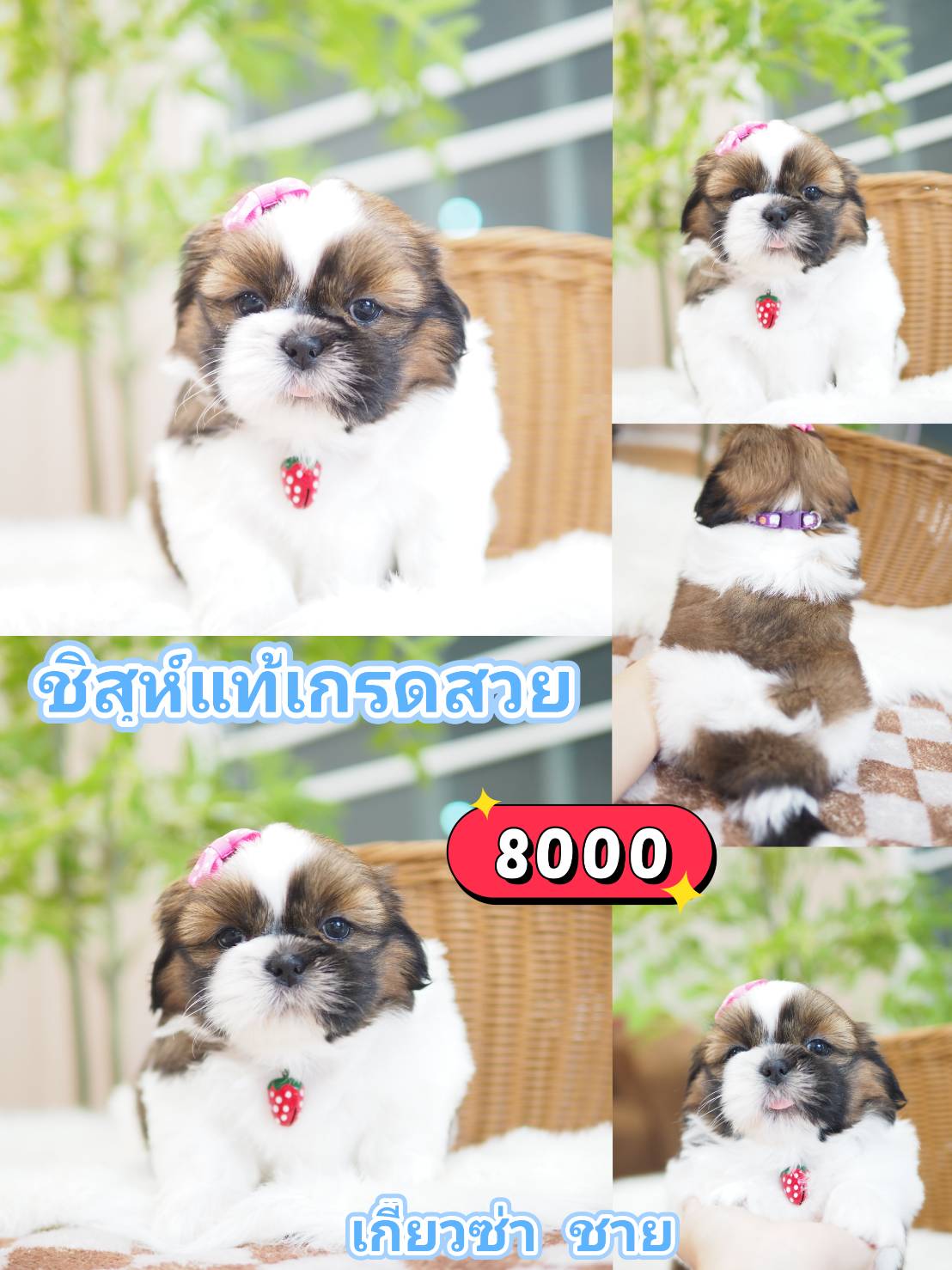 Kibzaa  shihtzu
