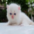 ลูกแมว หิมาลายัน เรด พ้อย