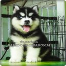 ไซฮัสน้อย สไตด์ขนยาว สายเลือดดี เกรดคัดคุณภาพเปิดจำหน่ายครับ