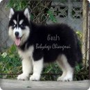 siberian husky pupies for sale.