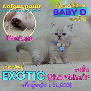 baby D เด็กหญิง ลูกแมวเอ็กโซติกช็อตแฮร์ Exotic shorthair (colour point) Himalaya...