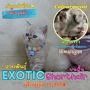 น้องนุดี ลูกแมวเอ็กโซติกช็อตแฮร์ สีหิมาลายัน Exotic shorthair colour point Himal...