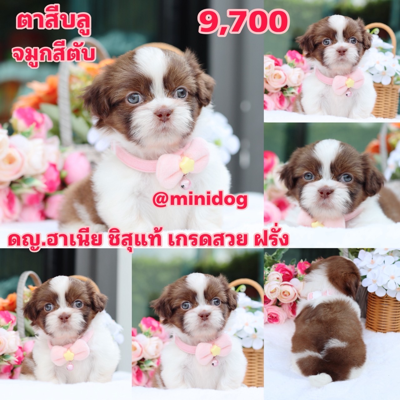 ชิสุแท้เกรดสวย