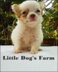  ปิดการขายน้องได้บ้านใหม่แร้วคร่ะ Little Dog's Farm !!